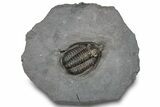 Red/Purple Diademaproetus Trilobite - Zireg, Morocco #300558-2